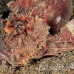 scorpionfish_iminicus_fb_bb_si_h_0097_kom0795.jpg